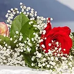 فندق Elena